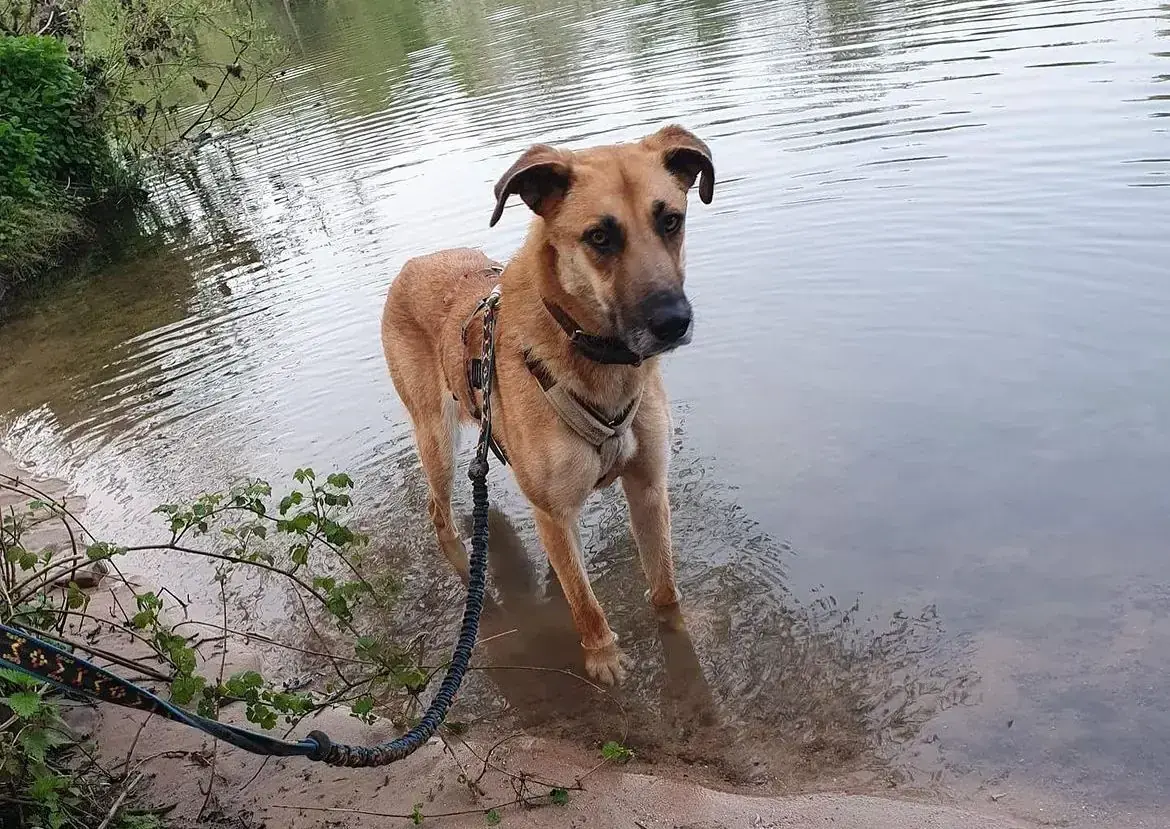 Mina - Deutscher Schäferhund - Bild 2