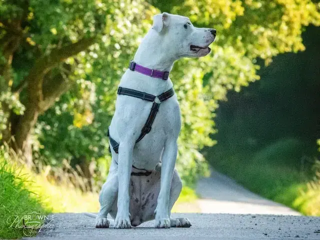 Bonny - Dogo Argentino - Bild 9