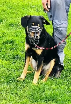 Buddy – Mischling – Bild 16