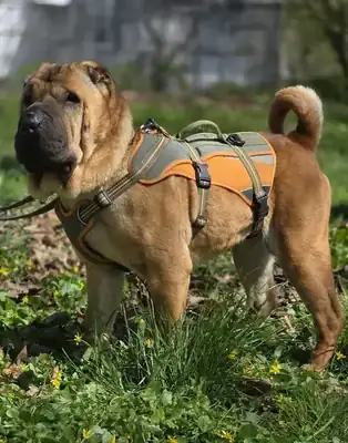Elisa – Shar-Pei – Bild 2