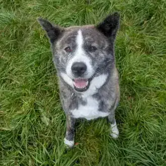 Lucy – Akita – Bild 5