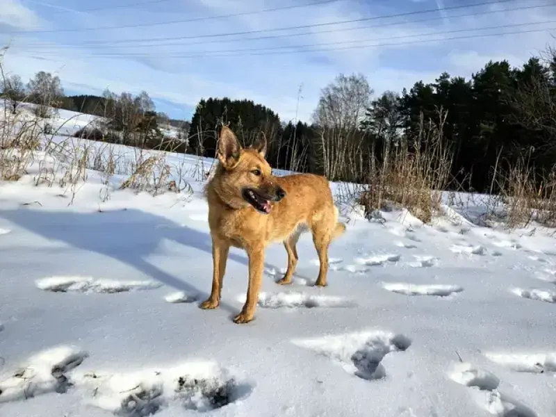 Zira – Hund – Bild 25