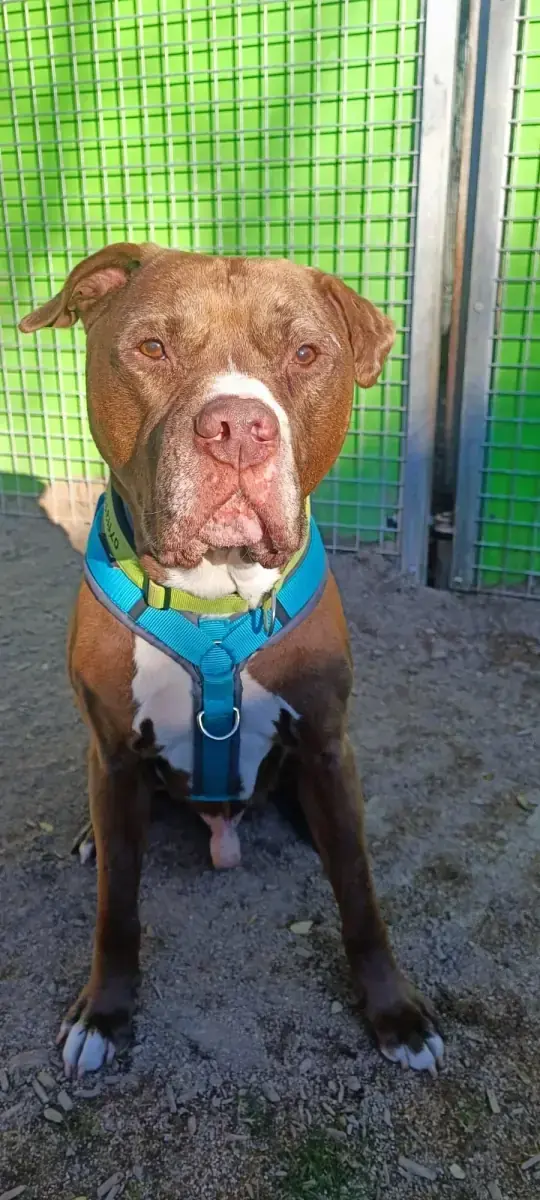 Gizmo - American Staffordshire Terrier - Bild 12
