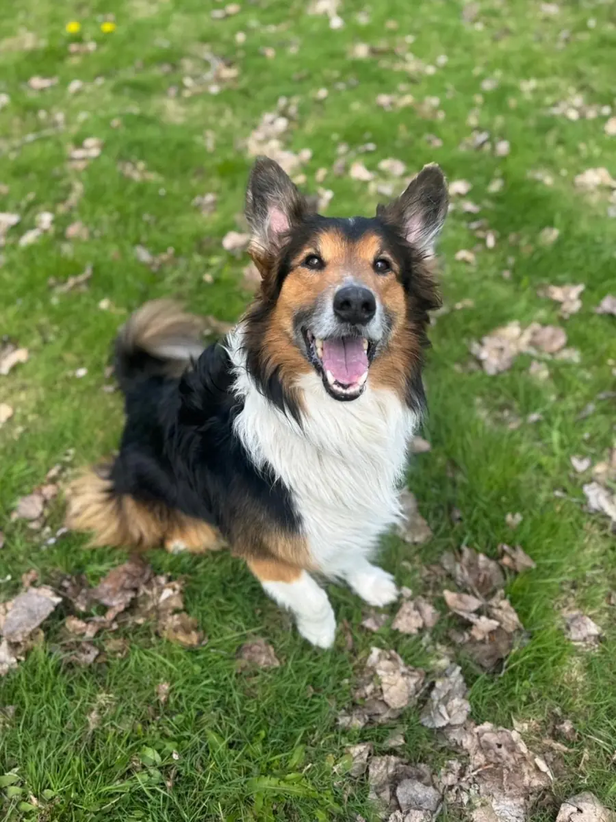 Sam - Border Collie - Bild 2