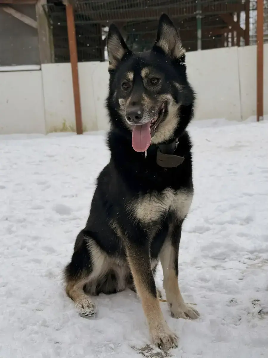 Fenris - Deutscher Schäferhund - Bild 3