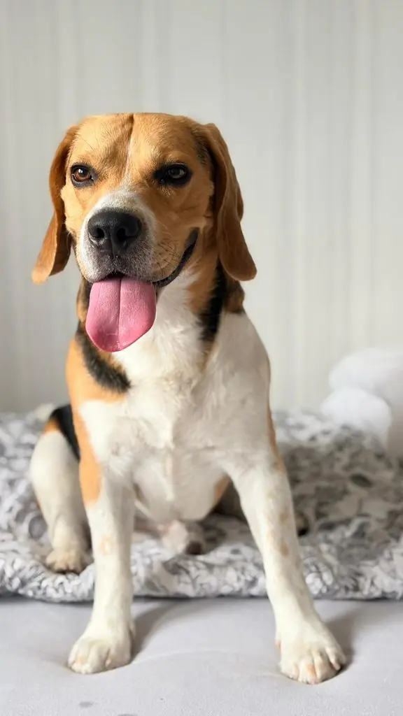 Einstein - Beagle - Bild 2