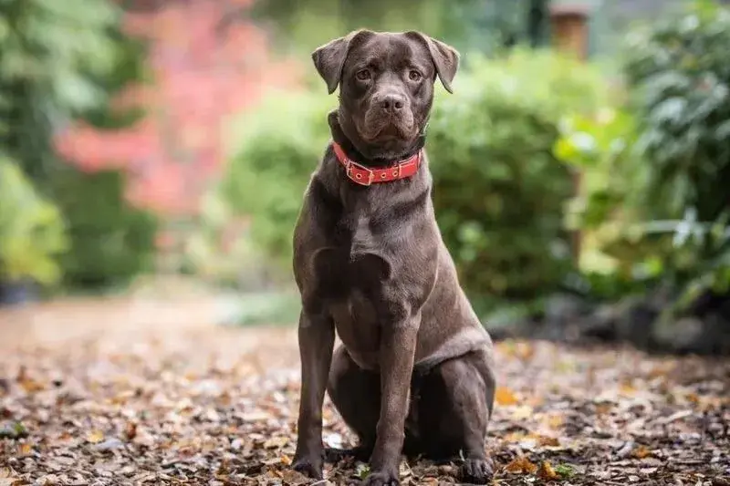 Xena - Labrador Retriever - Bild 1