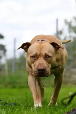 Ace – American Staffordshire Terrier – Bild 19