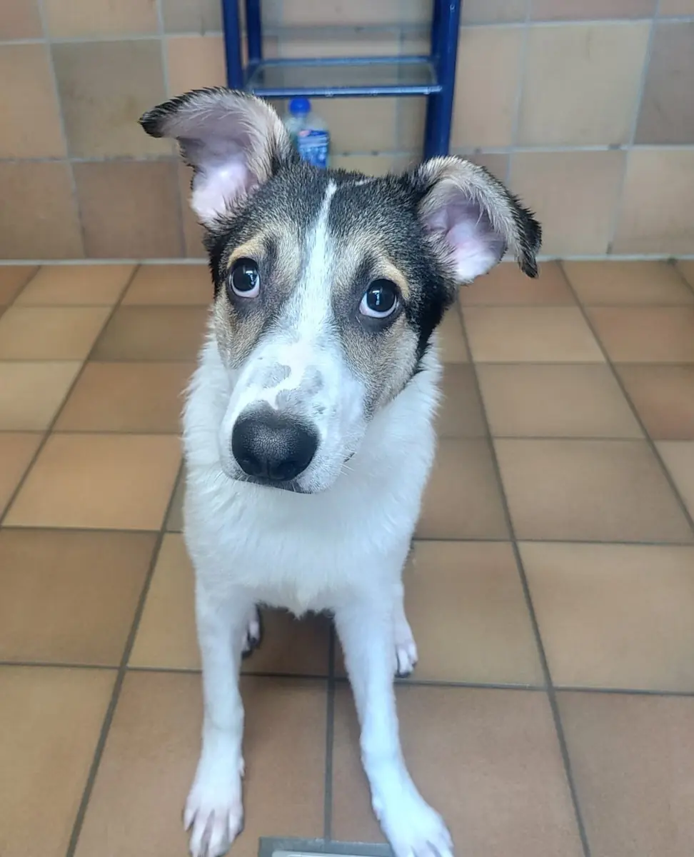 Laika -  - Bild 1