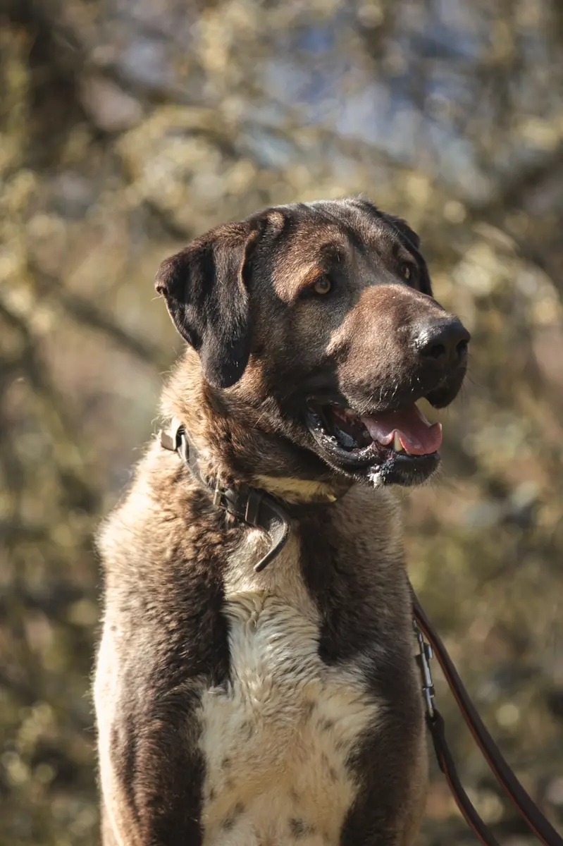 Ates - Kangal-Hirtenhund - Bild 2