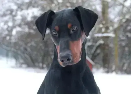 Dobermann Hugo