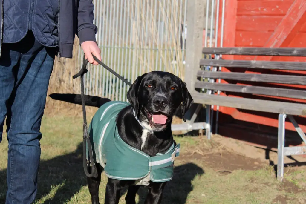 Percy - Dalmatiner, Labrador Retriever - Bild 3