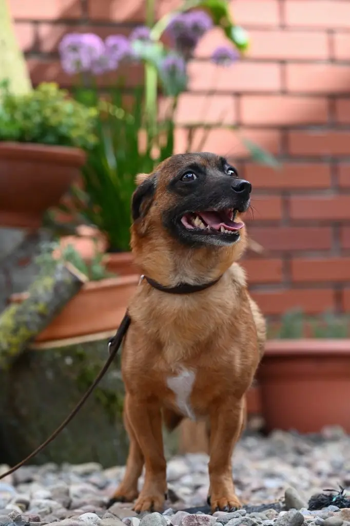 Carmelita - Dackel - Bild 5