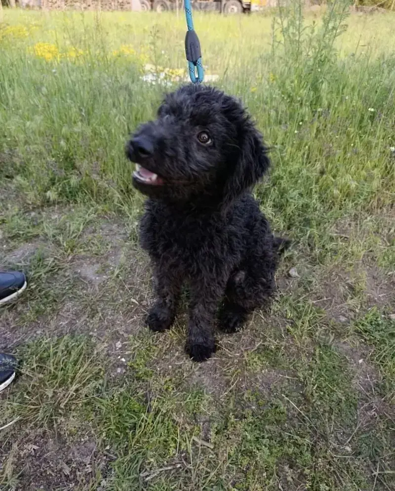 Mix Lilli