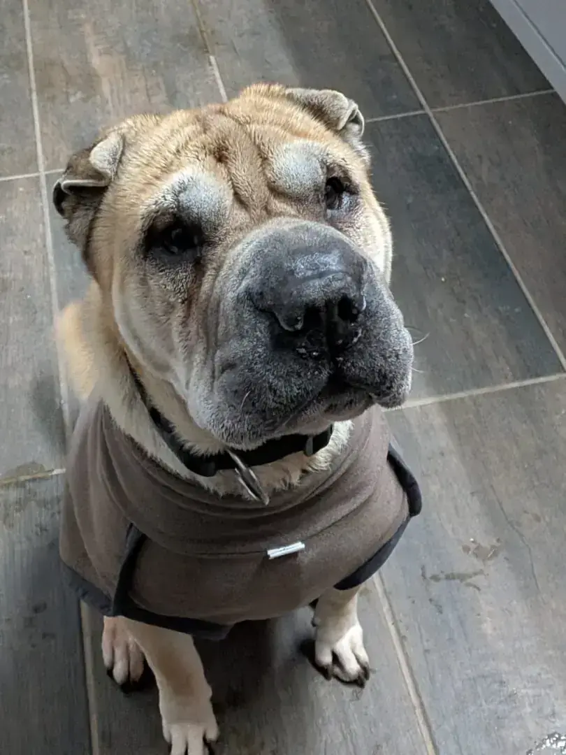Choko – Shar-Pei – Bild 3