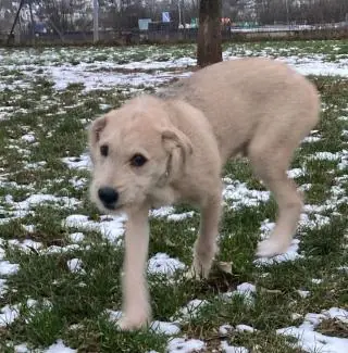 Balu -  - Bild 2