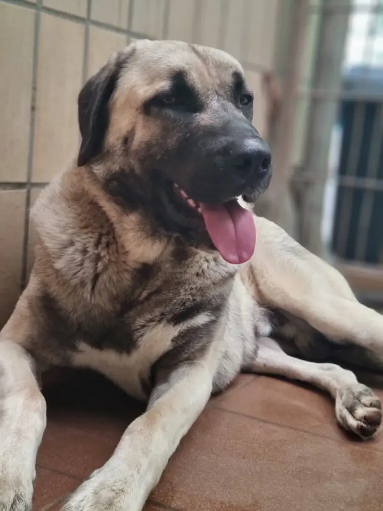Otis - Kangal-Hirtenhund - Bild 5