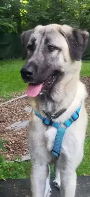 Matilda – Kangal-Hirtenhund – Bild 2