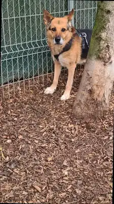 Leevi – Mischling – Bild 16