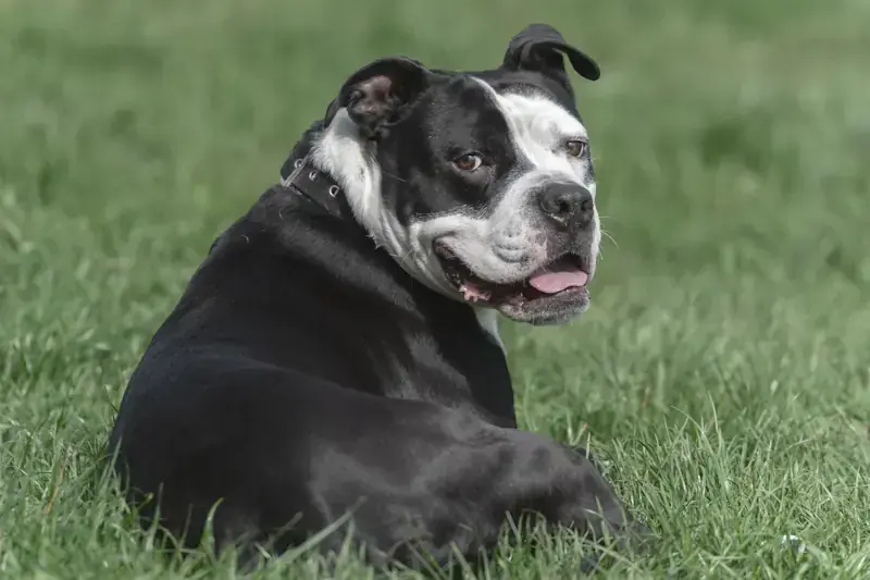 Joker - American Staffordshire Terrier - Bild 2
