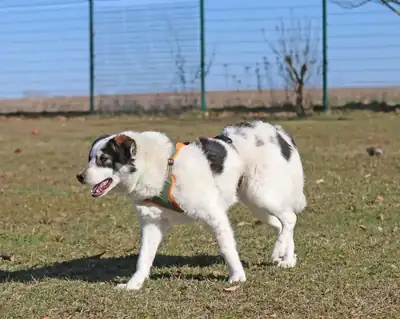 Merlin – Hund – Bild 9