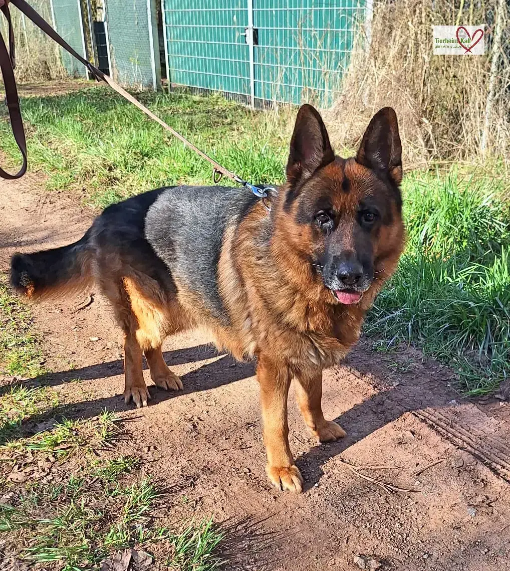 Jasper - Deutscher Schäferhund - Bild 1