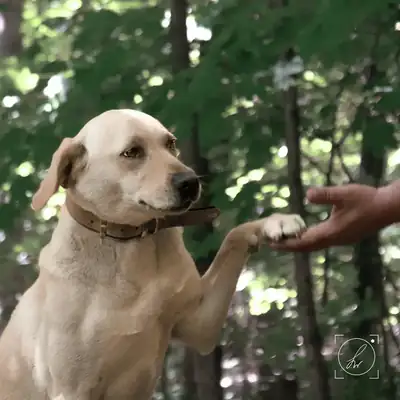 Lina – Labrador Retriever – Bild 2