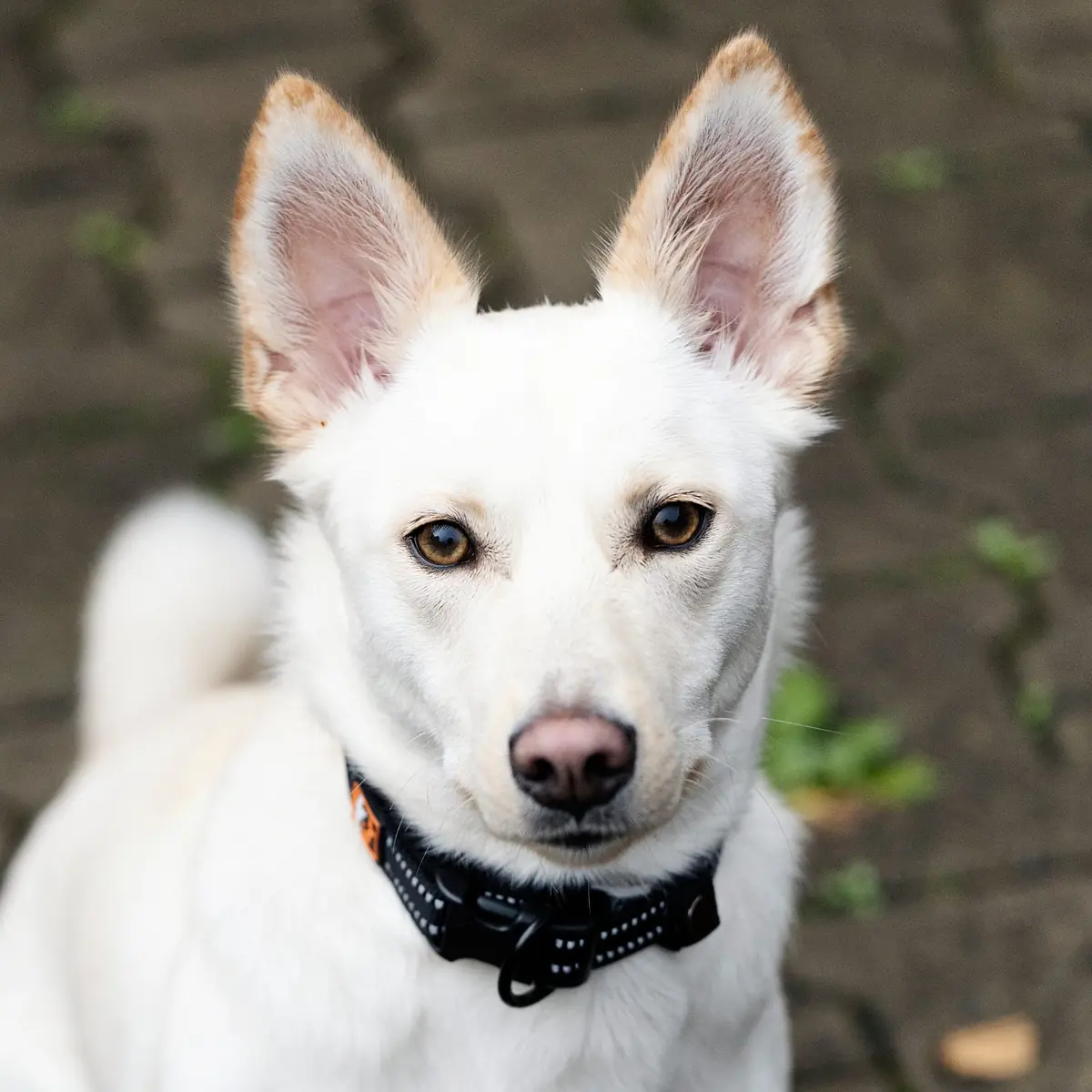Ivy - Deutscher Schäferhund - Bild 5