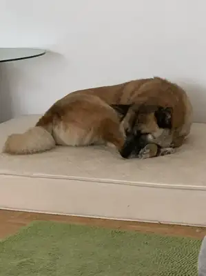 Rex – Hund – Bild 3