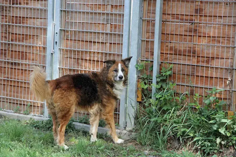Sparky -  - Bild 10