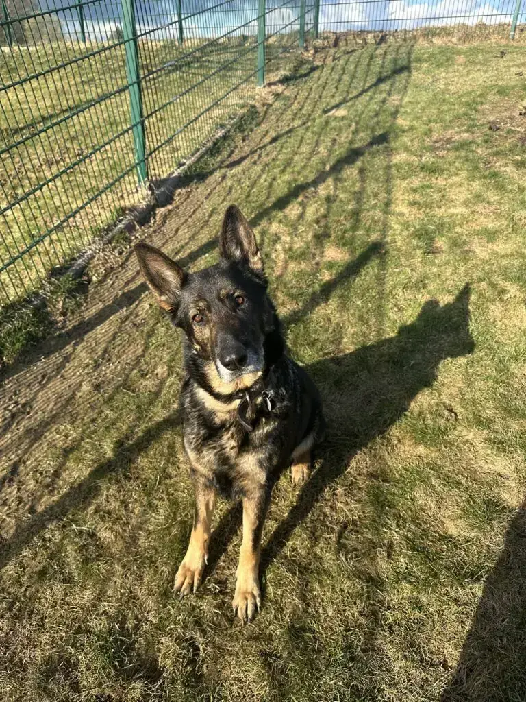Terra – Deutscher Schäferhund – Bild 2