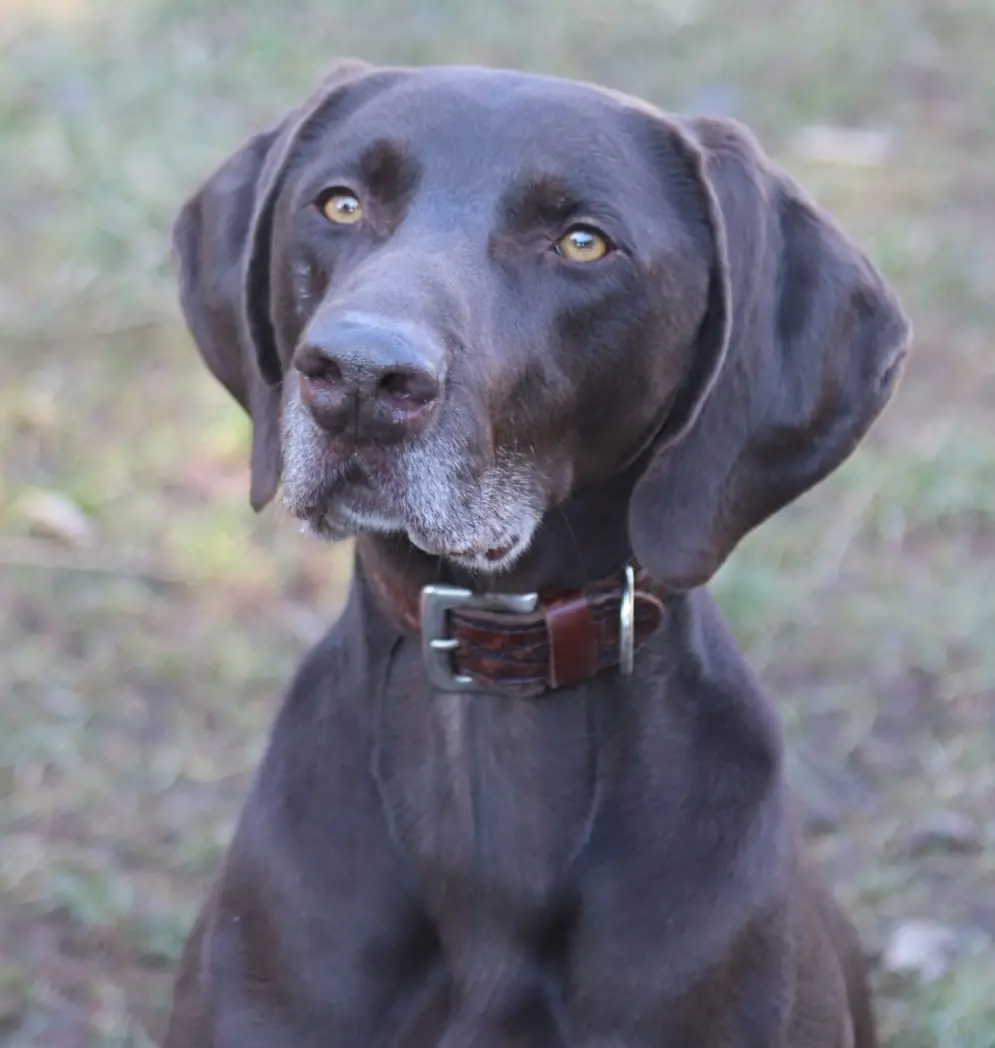 Buddy - Deutsch Kurzhaar - Bild 3