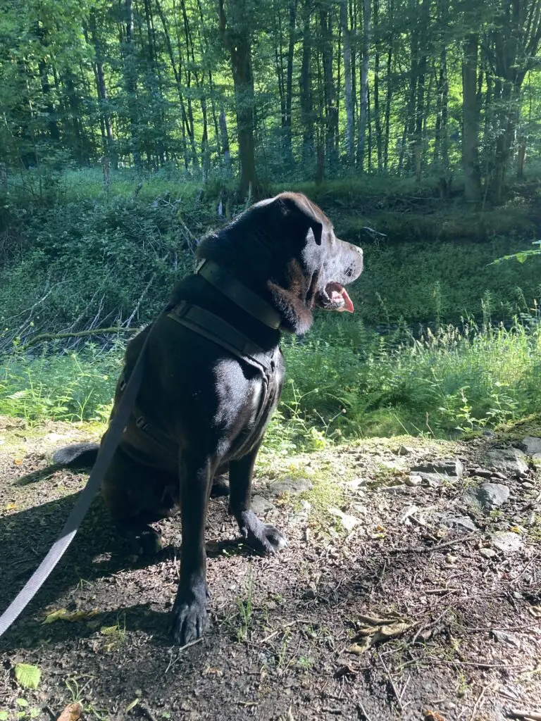 Bobbie -  - Bild 3