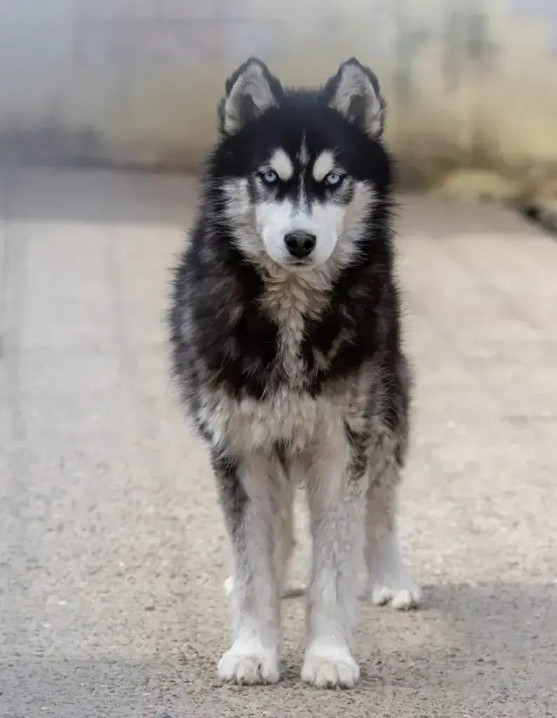 Tanuki – Siberian Husky – Bild 4