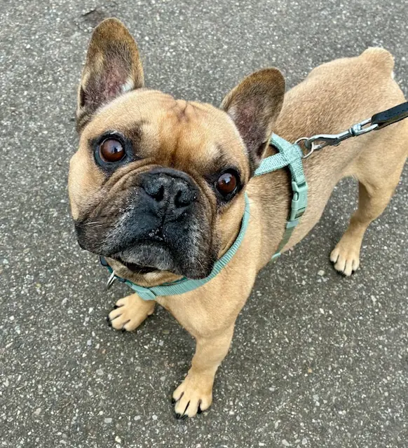 Benji -  - Bild 3