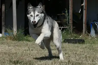 Tina – Siberian Husky – Bild 2