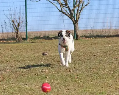 Merlin – Hund – Bild 7