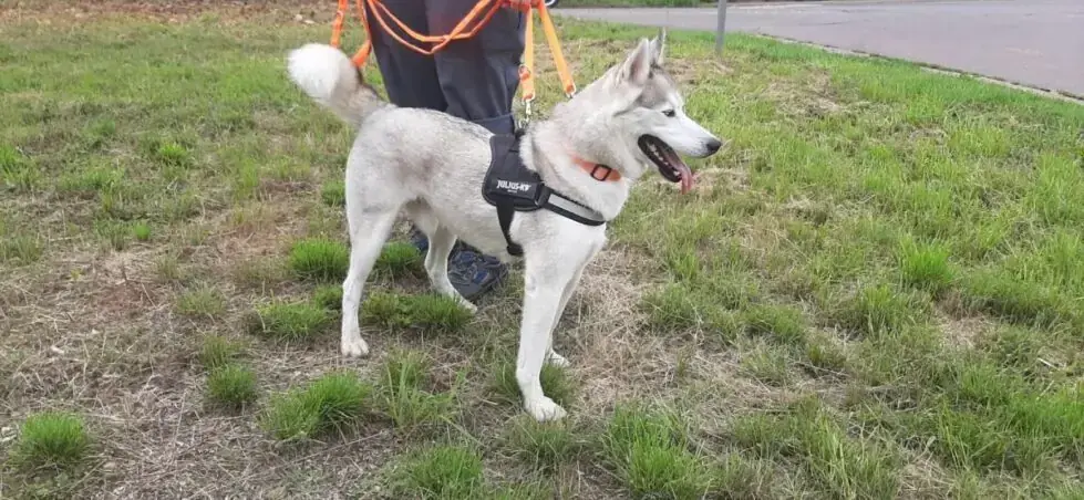 Ice - Siberian Husky - Bild 4