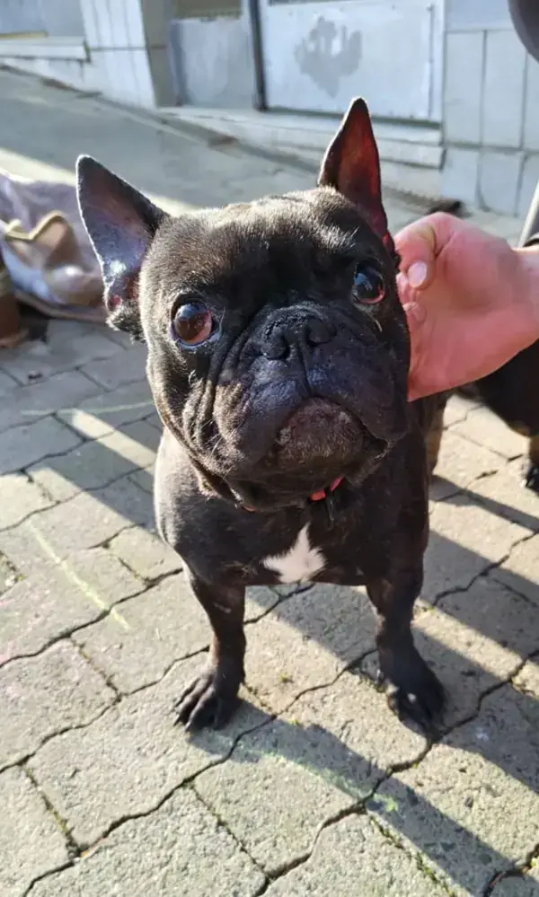 Französische Bulldogge Mogli