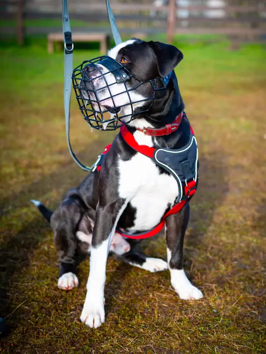 Hugo -  - Bild 2