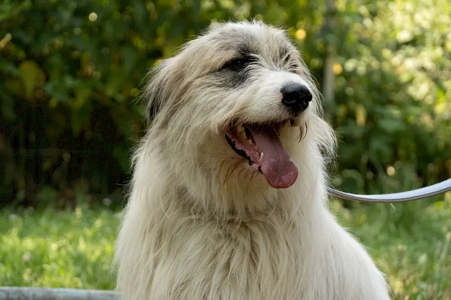 Salo -  - Bild 8