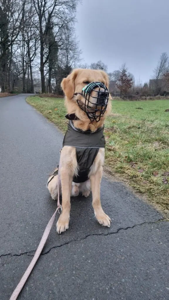 Appa - Golden Retriever - Bild 2