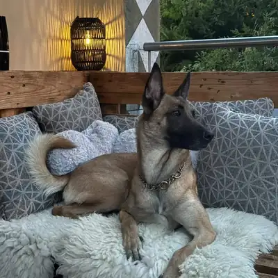 Skadi – Belgischer Schäferhund – Bild 2