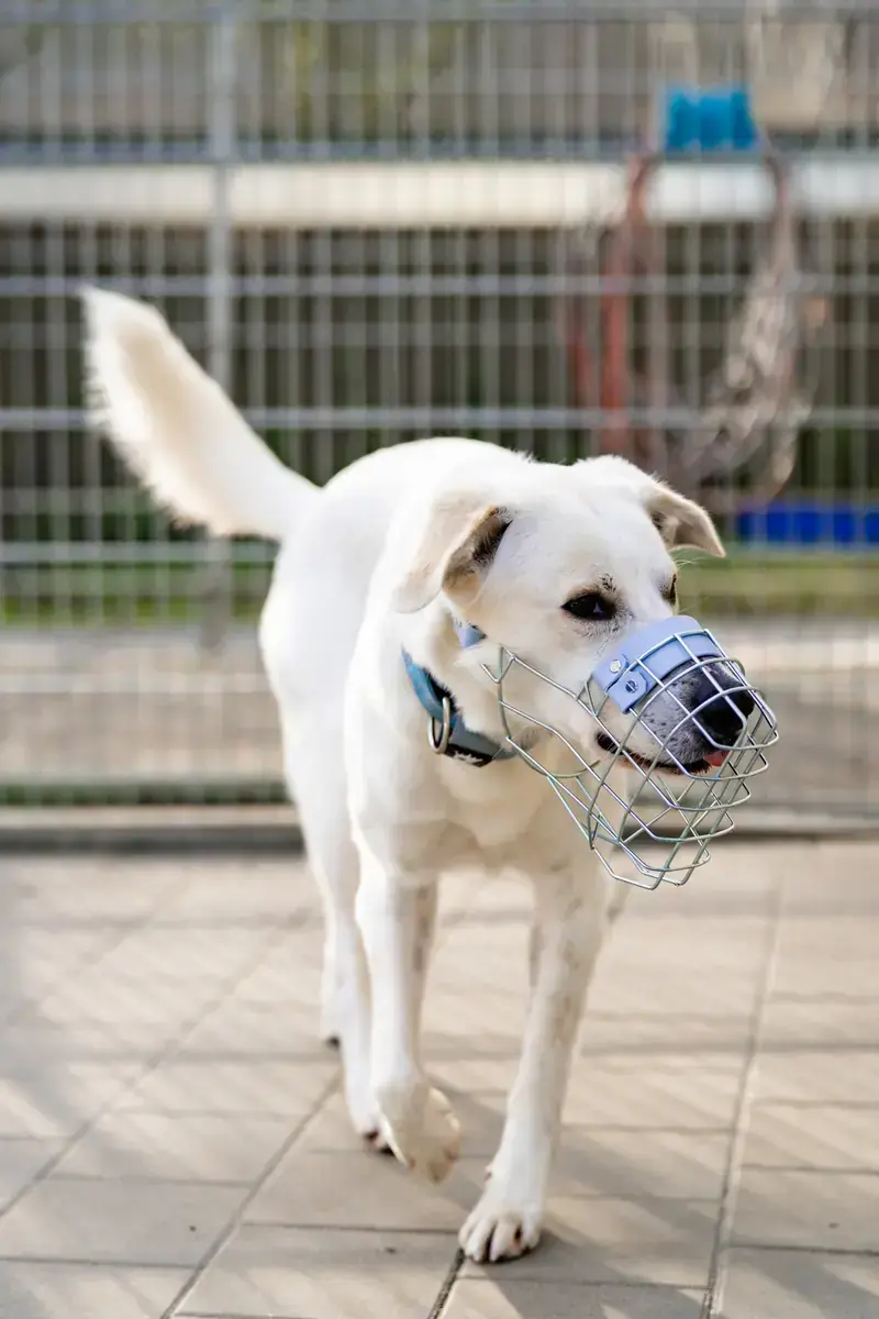 Samy -  - Bild 4