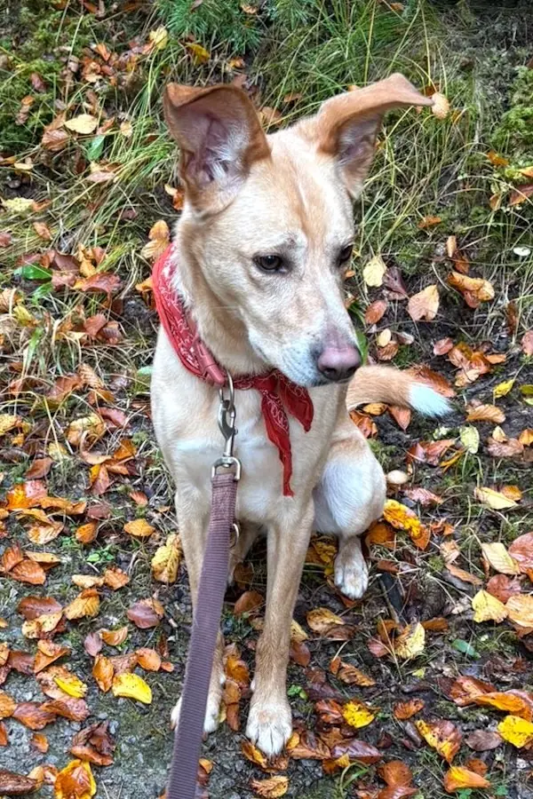 Bruno -  - Bild 3