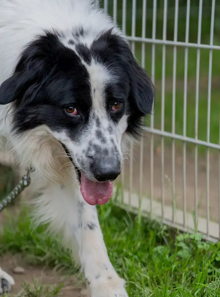 Pongo -  - Bild 3