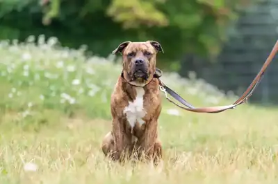 Gruffy – American Staffordshire Terrier – Bild 3