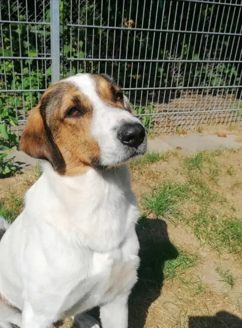 Jack -  - Bild 13