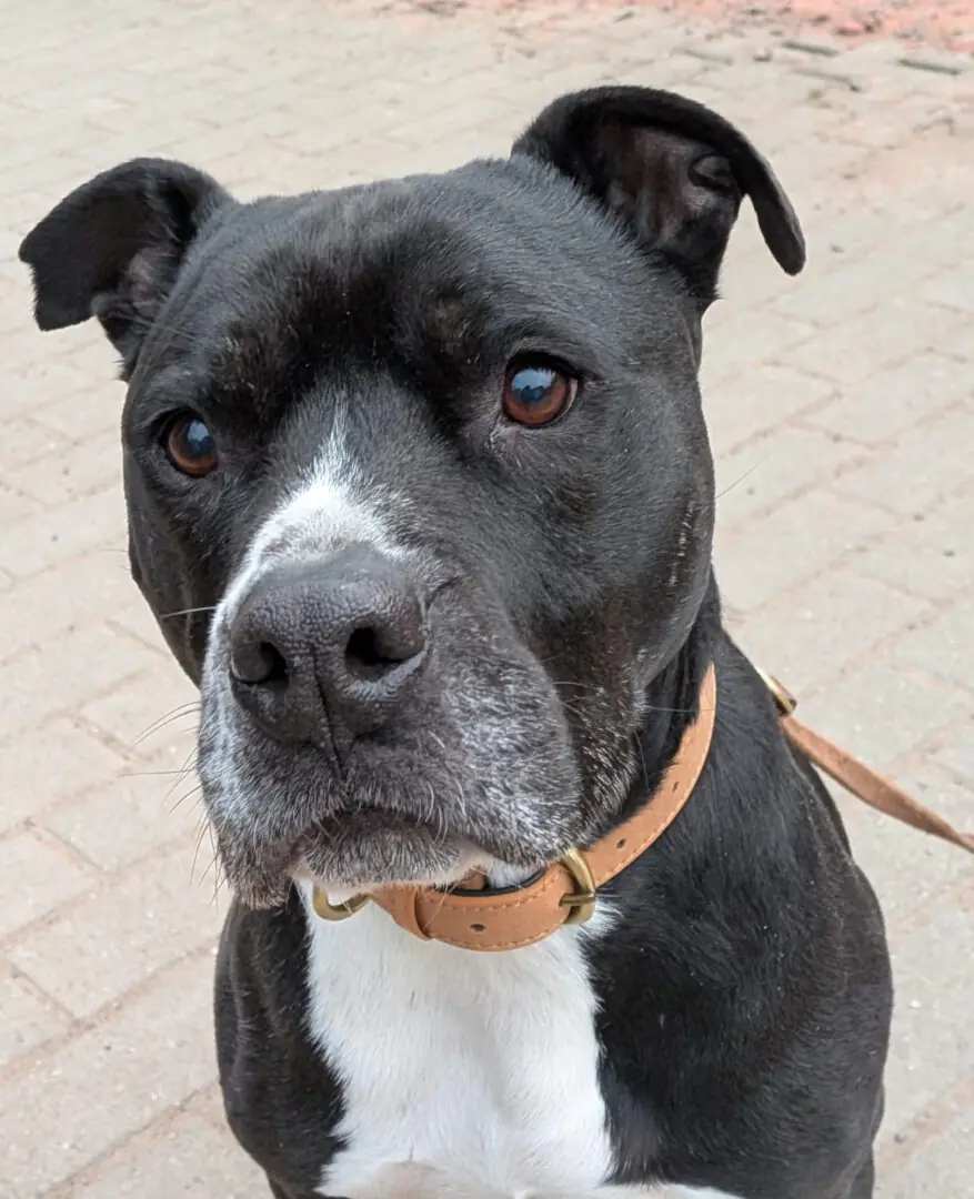 King - American Staffordshire Terrier - Bild 2