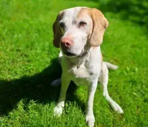 Beagle Shaila